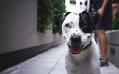 Leishmaniosis en perros: síntomas, prevención y tratamiento