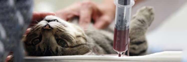 extracción de sangre en gato