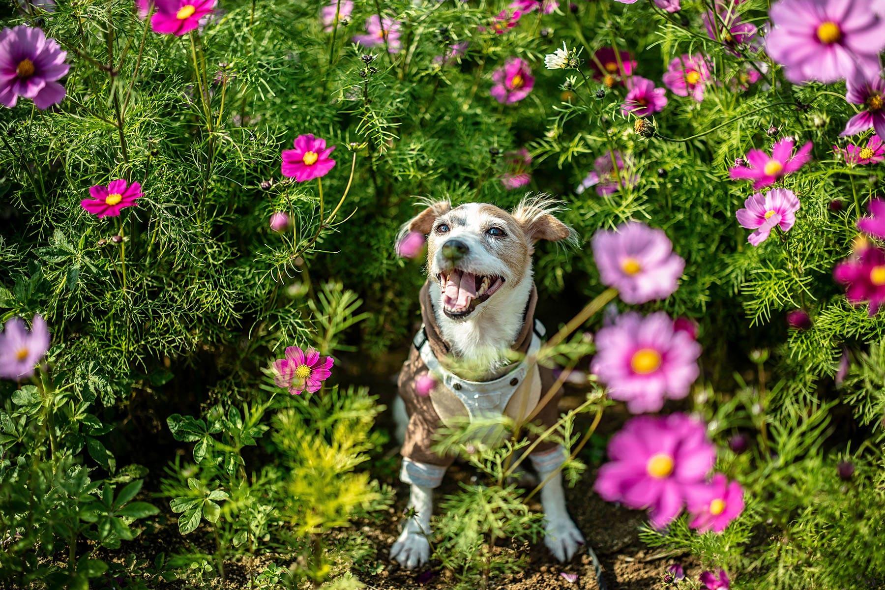 perro entre las flores de un arbusto