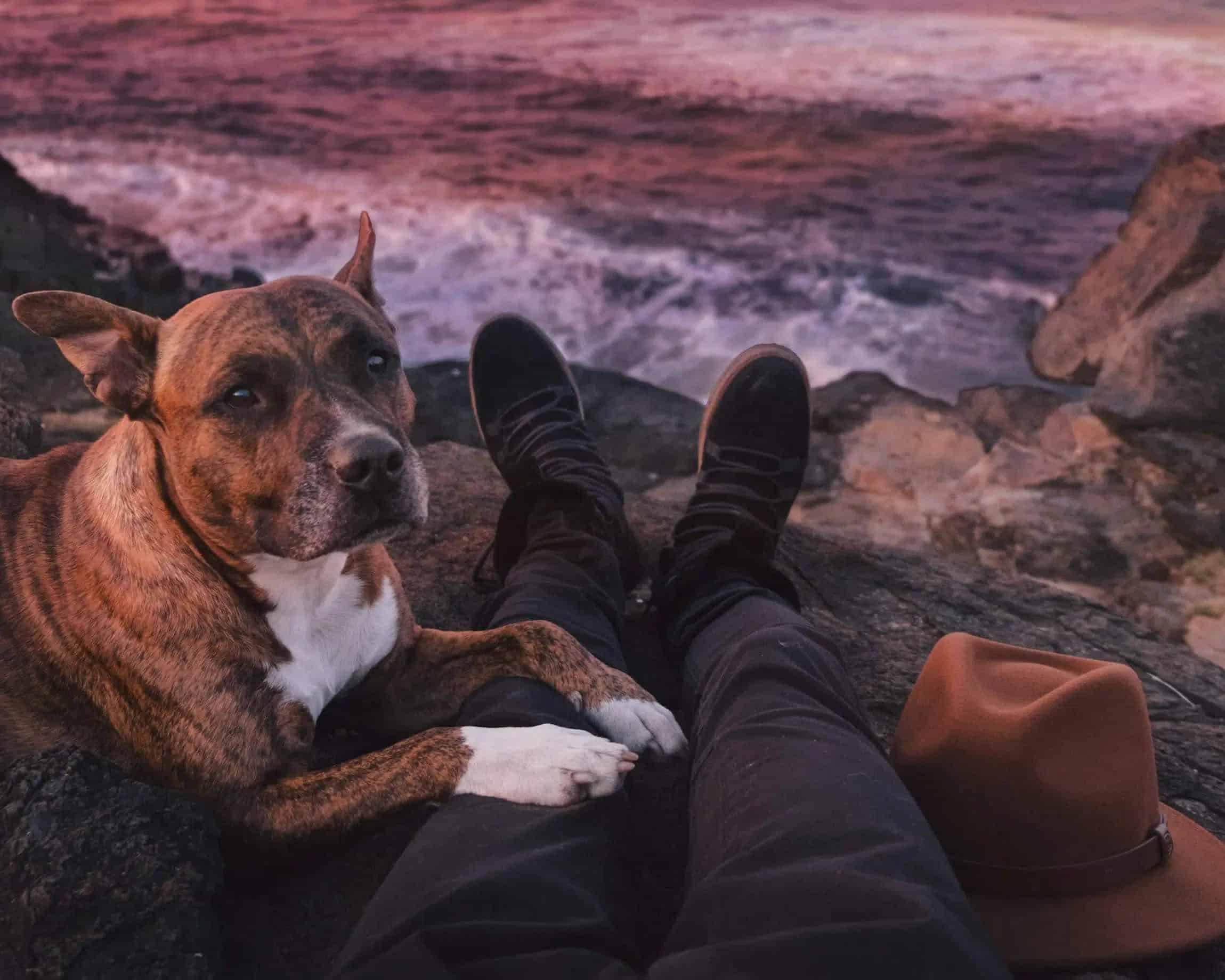 Perro con su dueño en la playa