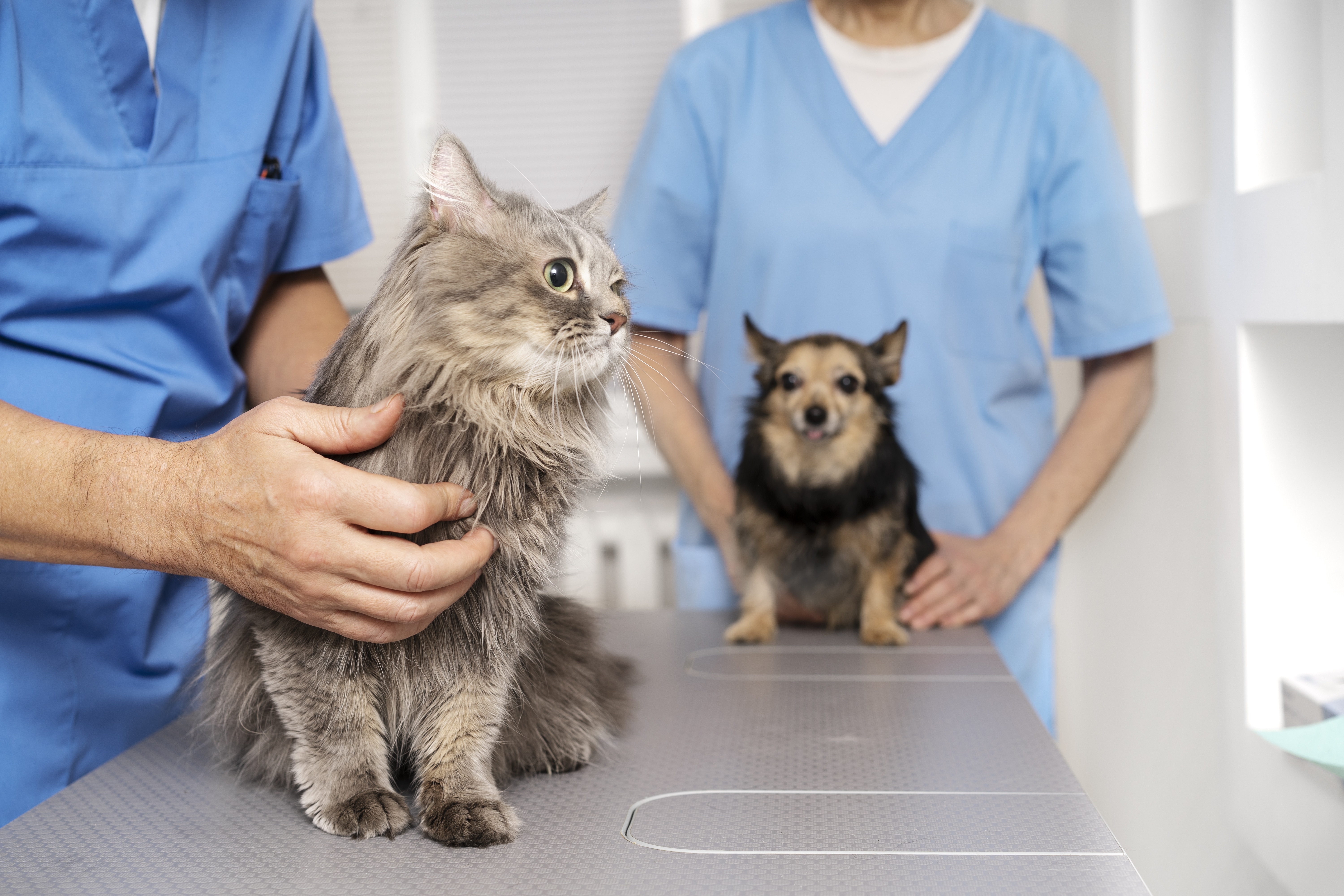 Perro y gato en veterinario