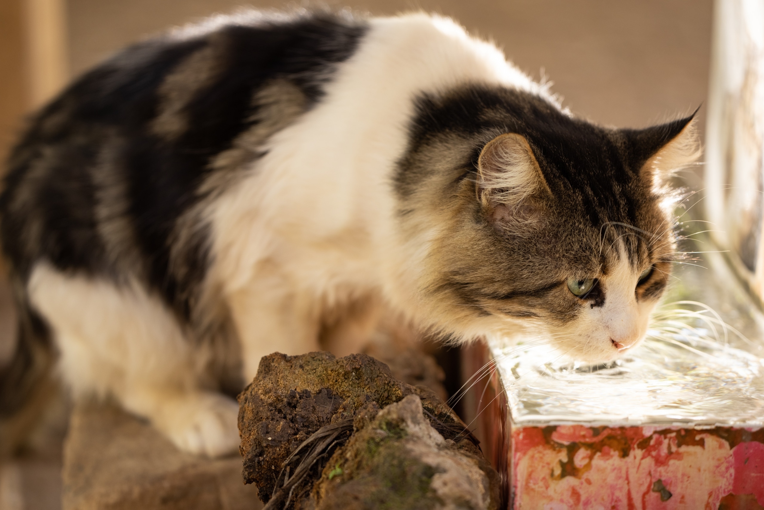 Cuidado de mascotas en verano - gato bebiendo agua, hidratación correcta
