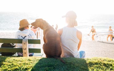 Cuidado de mascotas en verano: Consejos esenciales