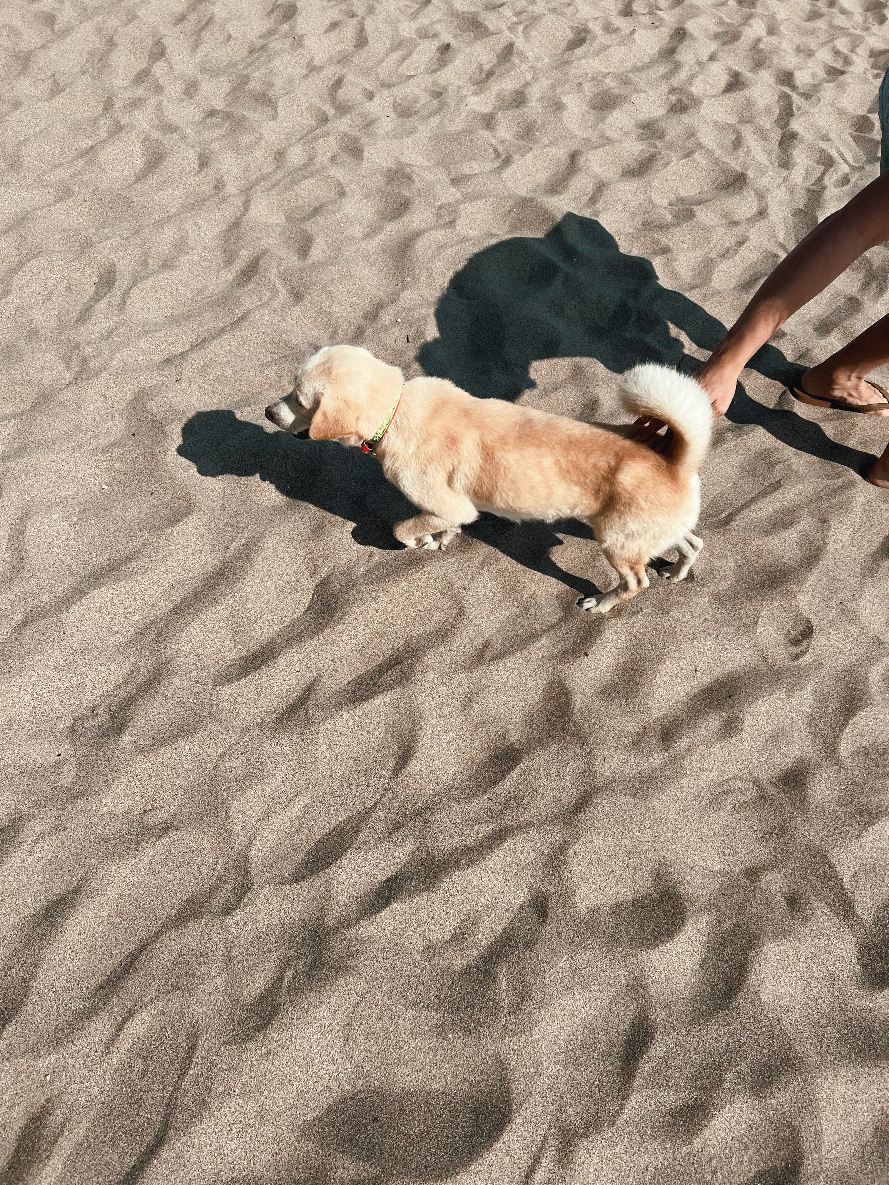 Cuidado de mascotas en verano - perro caminando sobre la arena